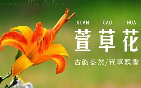 《你好李焕英》插曲改编,萱草花指弹吉他谱,两张图片谱例,随谱附上