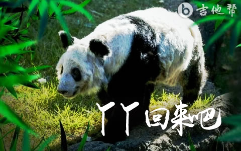 丫丫回来吧吉他谱-音宝-吉他帮
